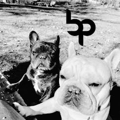 Big Pig Premium CBD Extracts logo